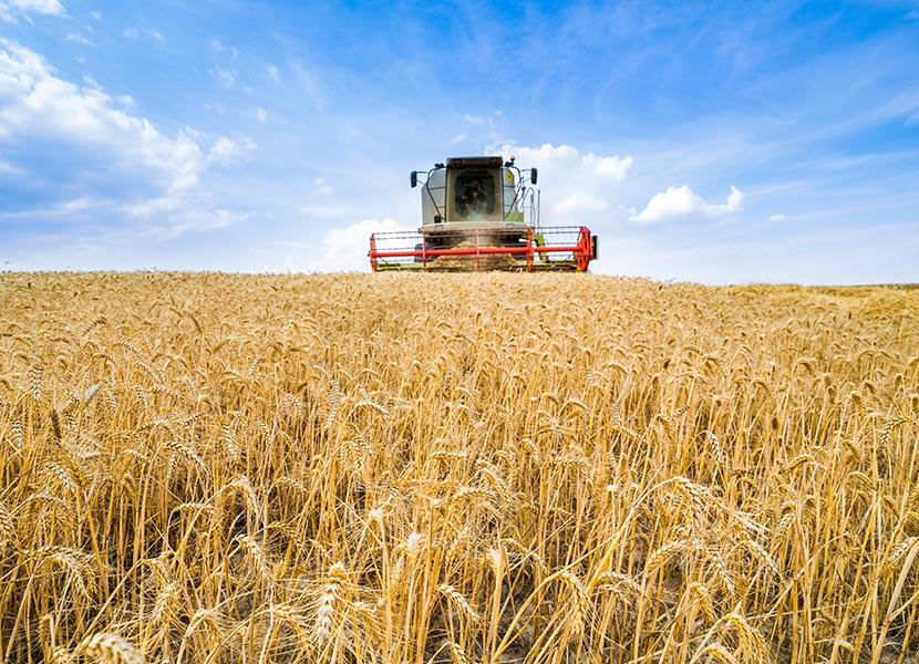 crop farming