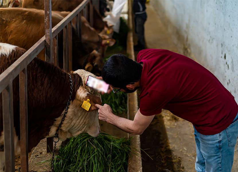 livestock tracking